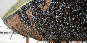 رنگ دریایی - خزه‌های دریایی